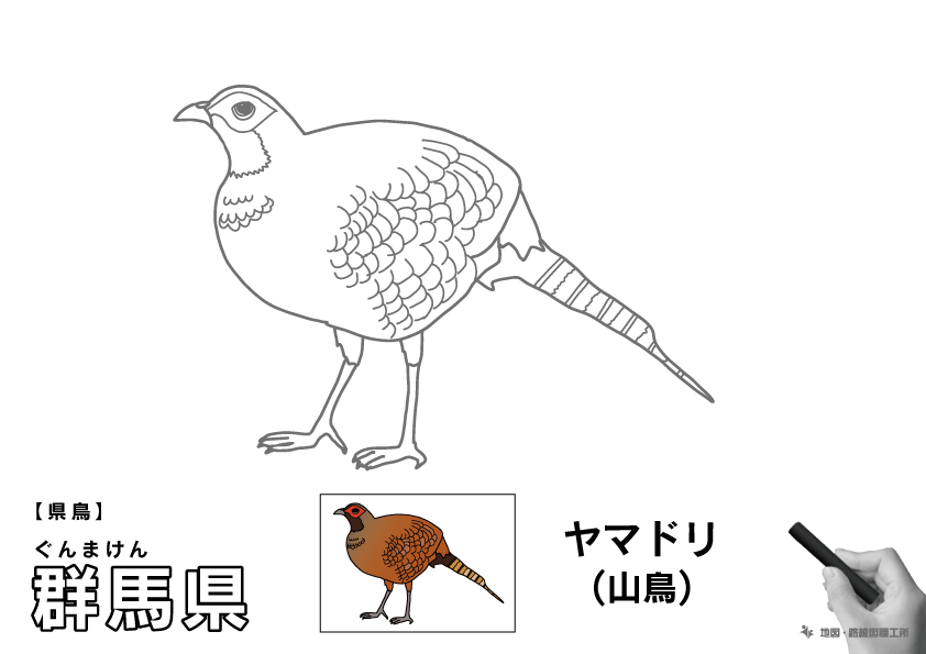 県鳥 群馬県 ヤマドリ(山鳥)のイラスト・ぬりえ
