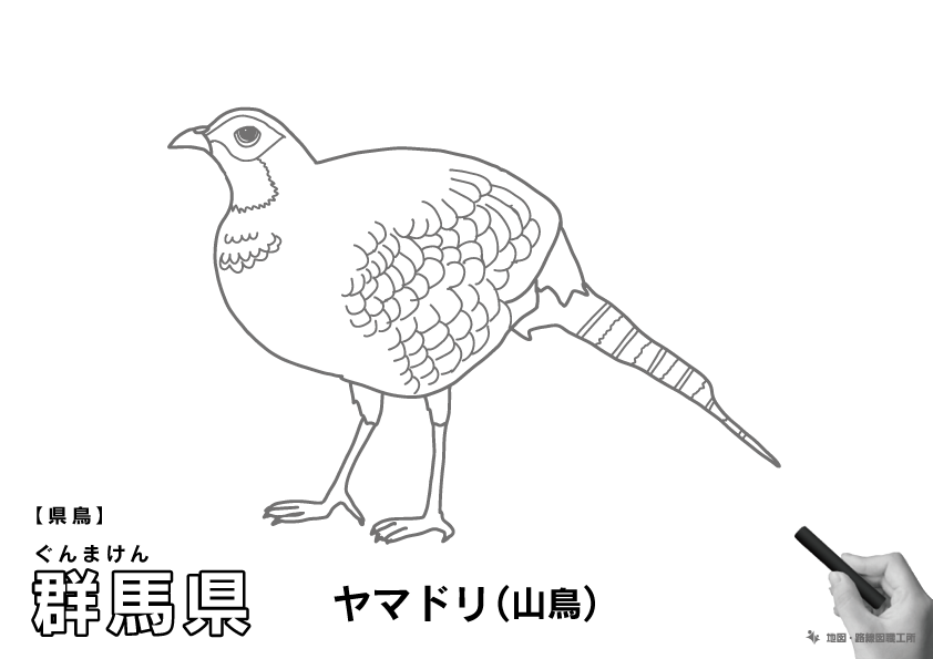 県鳥 群馬県 ヤマドリ(山鳥)のイラスト・ぬりえ