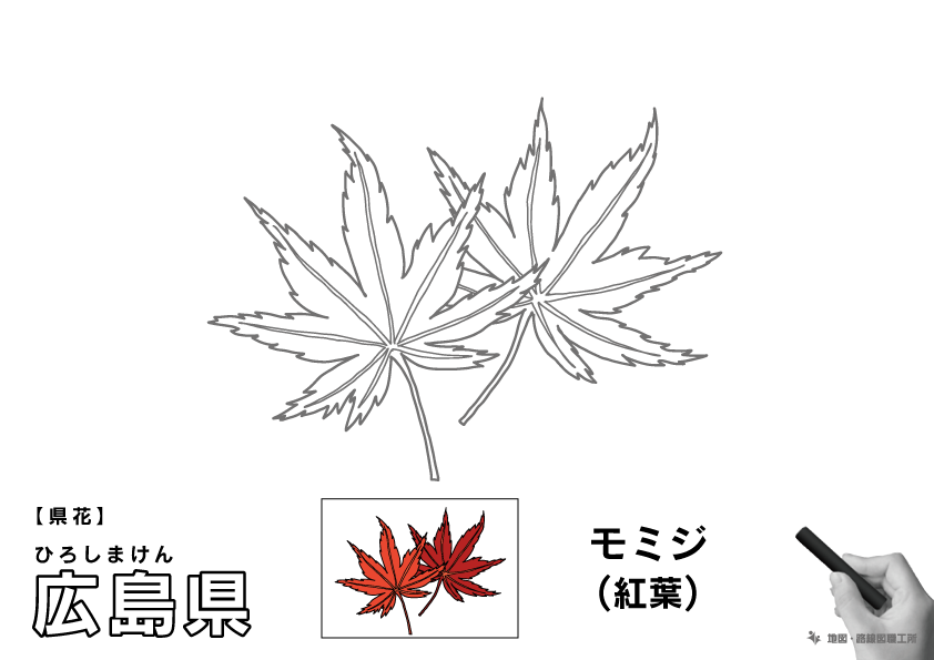 県花 広島県 モミジ(紅葉)のイラスト・ぬりえ