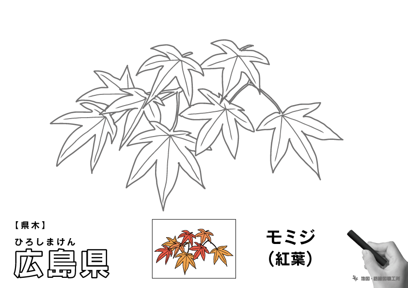 県木 広島県 モミジ(紅葉)のイラスト・ぬりえ