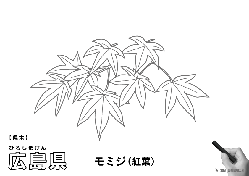 県木 広島県 モミジ(紅葉)のイラスト・ぬりえ