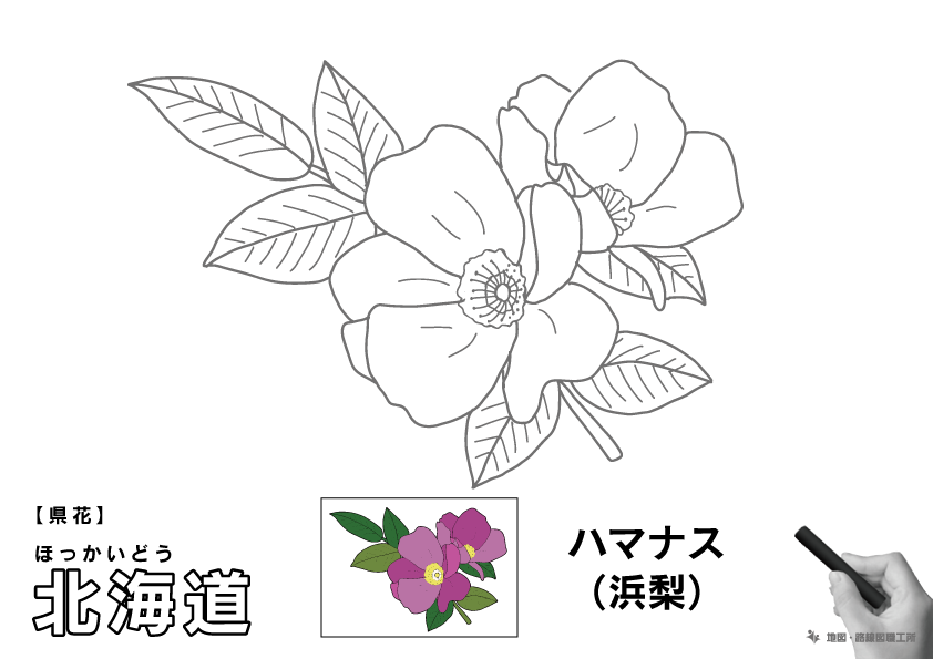 県花 北海道 ハマナス(浜梨)のイラスト・ぬりえ