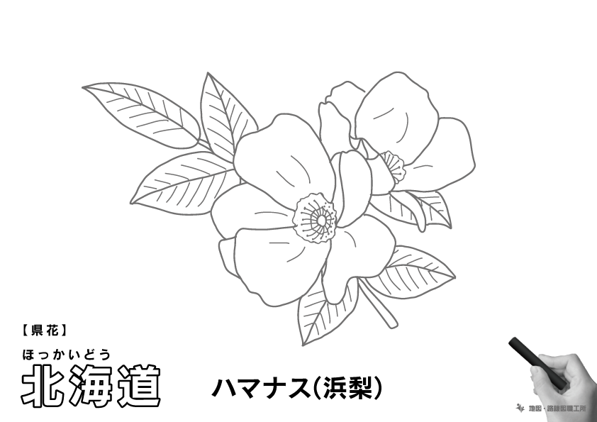 県花 北海道 ハマナス(浜梨)のイラスト・ぬりえ