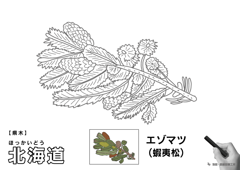 県木 北海道 エゾマツ(蝦夷松)のイラスト・ぬりえ