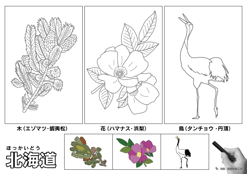 北海道の 県木 県花 県鳥 ぬりえ イラストを無料ダウンロード