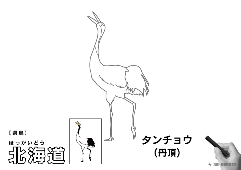 県鳥 北海道 タンチョウ(丹頂)のイラスト・ぬりえ