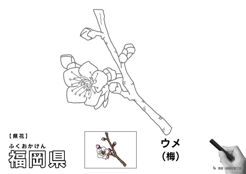 県花 福岡県 ウメ(梅)のイラスト・ぬりえ