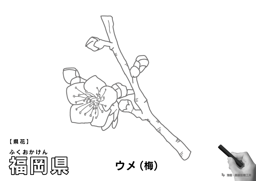 県花 福岡県 ウメ(梅)のイラスト・ぬりえ
