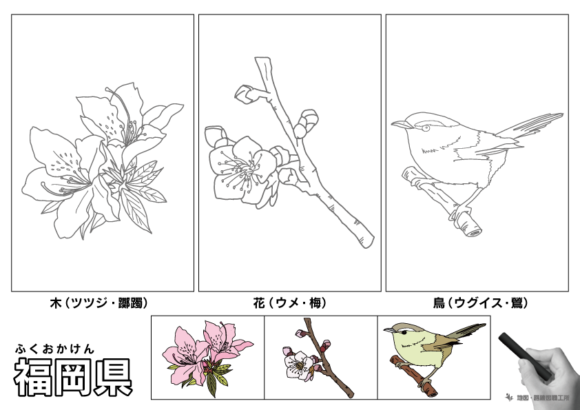 福岡県 県木 県花 県鳥 のイラスト・ぬりえ