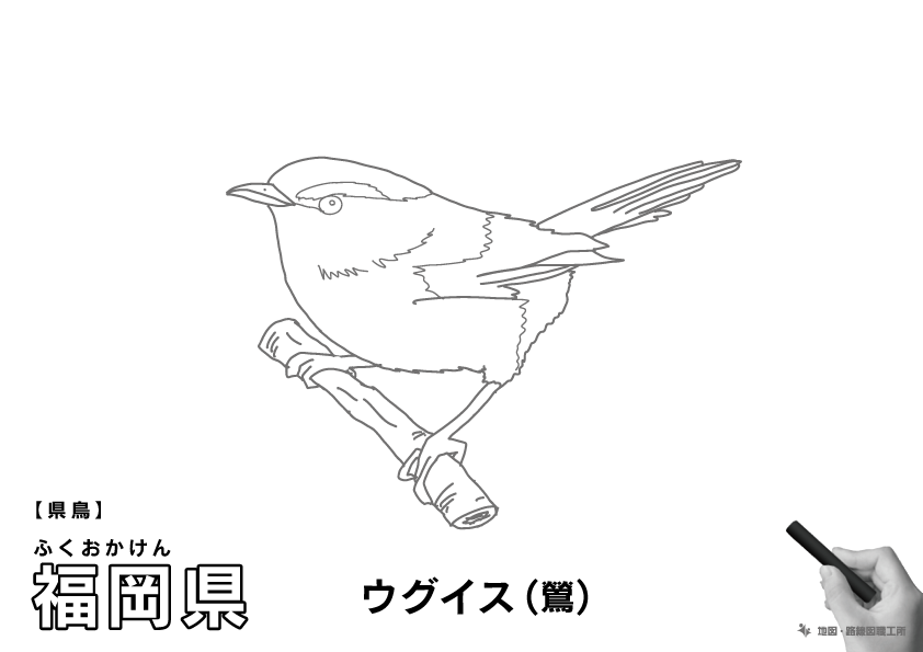 県鳥 福岡県 ウグイス(鶯)のイラスト・ぬりえ