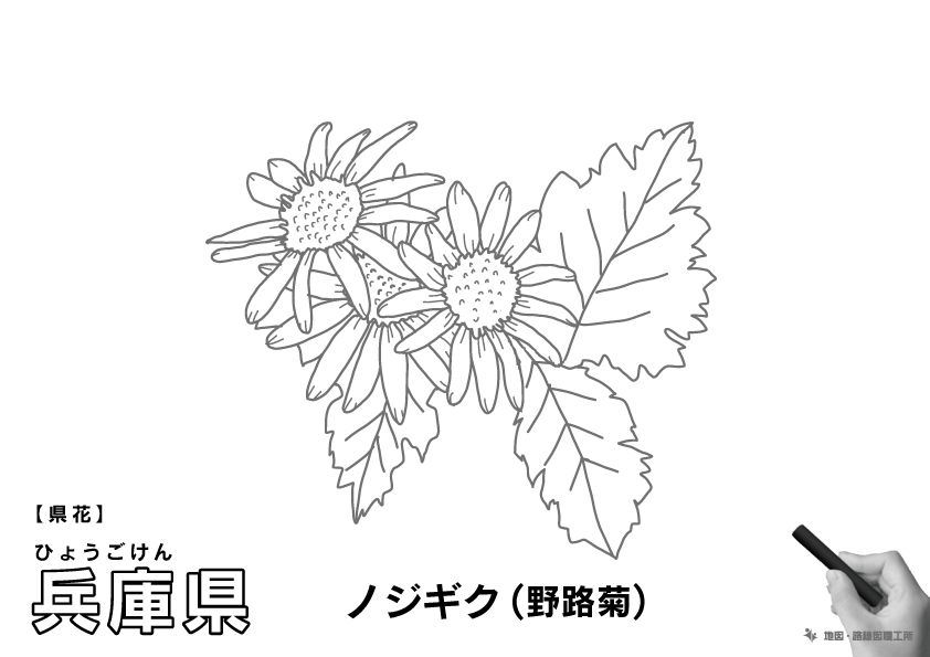 県花 兵庫県 ノジギク(野路菊)のイラスト・ぬりえ