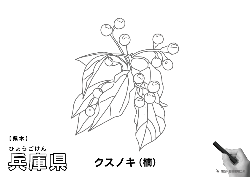県木 兵庫県 クスノキ(楠)のイラスト・ぬりえ