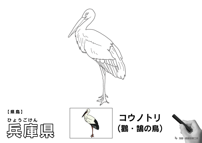 県鳥 兵庫県 コウノトリ(鸛・鵠の鳥)のイラスト・ぬりえ