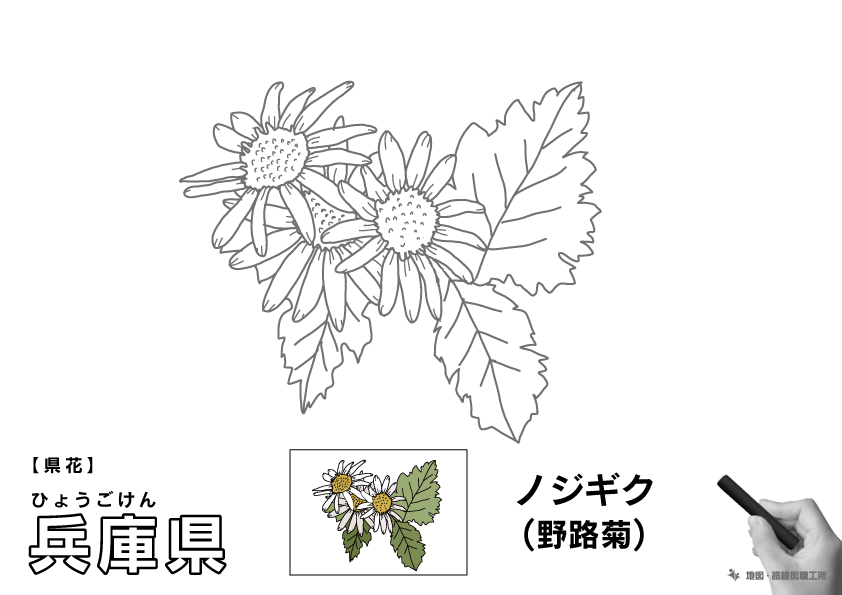 県花 兵庫県 ノジギク(野路菊)のイラスト・ぬりえ
