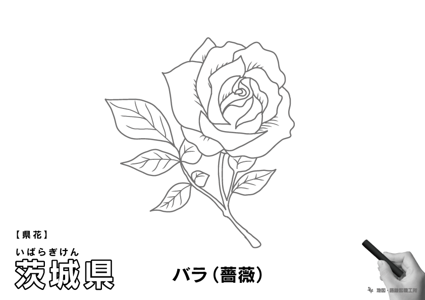 県花 茨城県 バラ(薔薇)のイラスト・ぬりえ