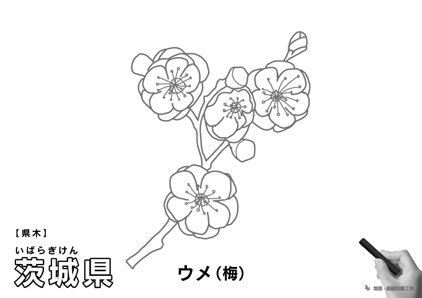 県木 茨城県 ウメ(梅)のイラスト・ぬりえ