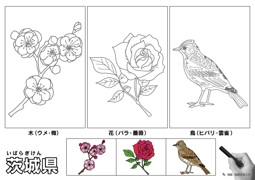 茨城県 県木 県花 県鳥 のイラスト・ぬりえ