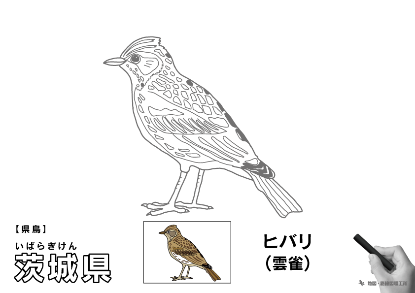 県鳥 茨城県 ヒバリ(雲雀)のイラスト・ぬりえ