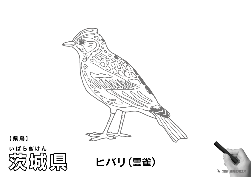 県鳥 茨城県 ヒバリ(雲雀)のイラスト・ぬりえ