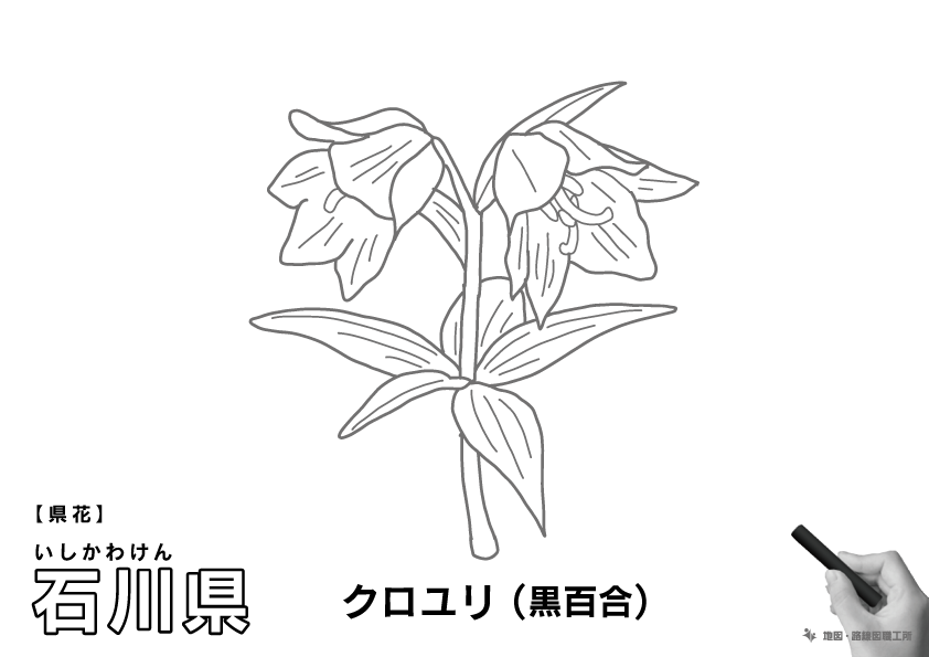 県花 井石川県 クロユリ(黒百合)のイラスト・ぬりえ