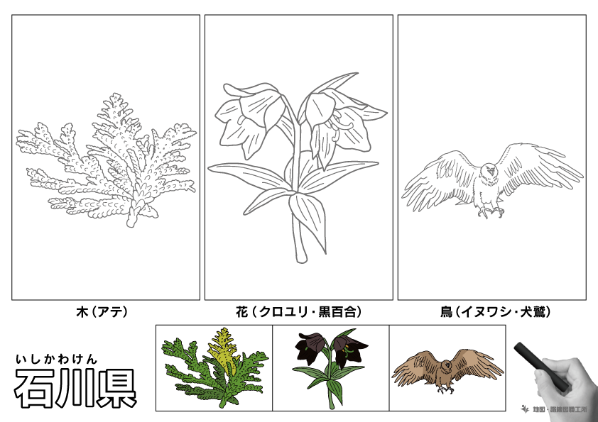 石川県の 県木 県花 県鳥 ぬりえ イラストを無料ダウンロード