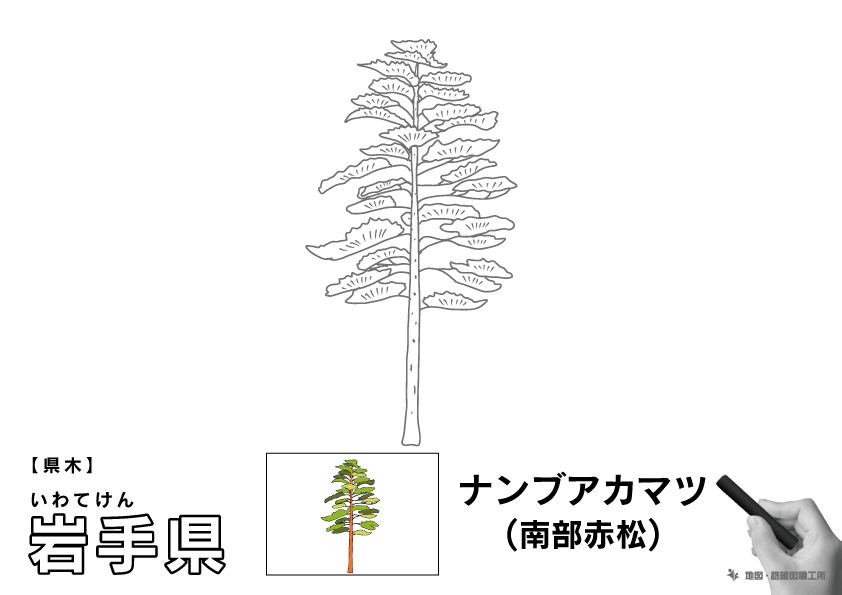 県木 岩手県 ナンブアカマツ(南部赤松)のイラスト・ぬりえ