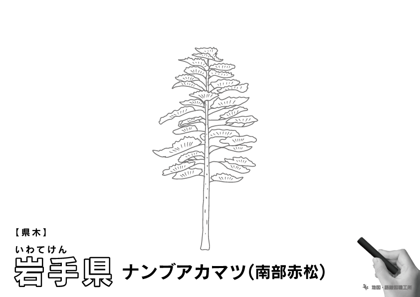 県木 岩手県 ナンブアカマツ(南部赤松)のイラスト・ぬりえ