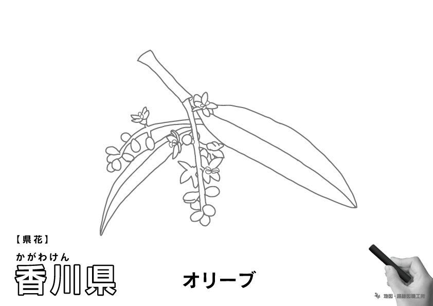 県花 香川県 オリーブのイラスト・ぬりえ