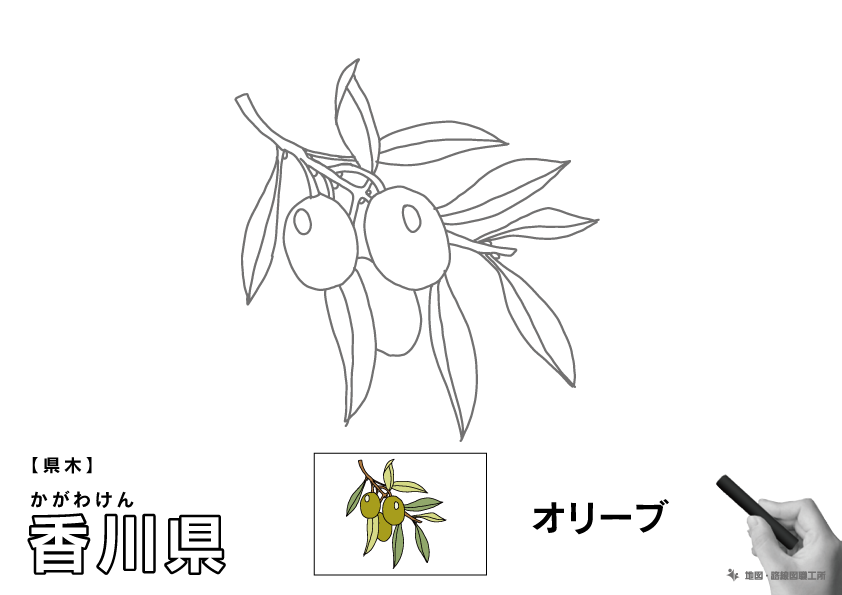 県木 香川県 オリーブのイラスト・ぬりえ