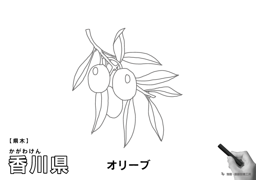 県木 香川県 オリーブのイラスト・ぬりえ