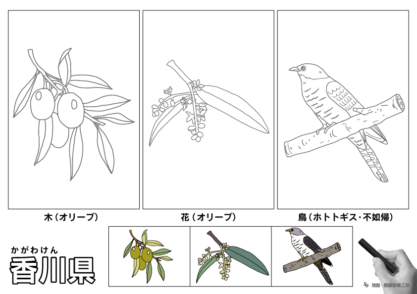 香川県の 県木 県花 県鳥 ぬりえ イラストを無料ダウンロード