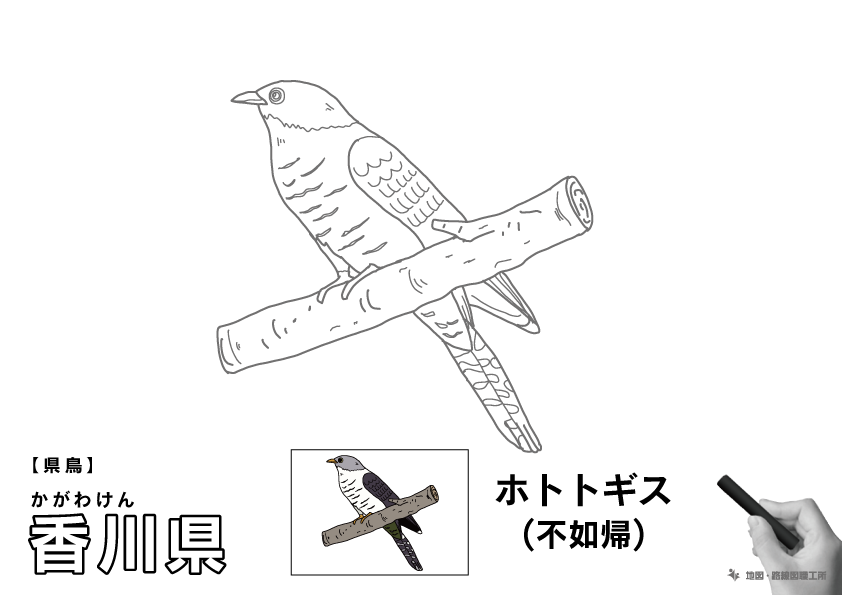 県鳥 香川県 ホトトギス(不如帰)のイラスト・ぬりえ