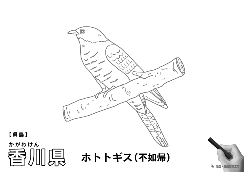 県鳥 香川県 ホトトギス(不如帰)のイラスト・ぬりえ
