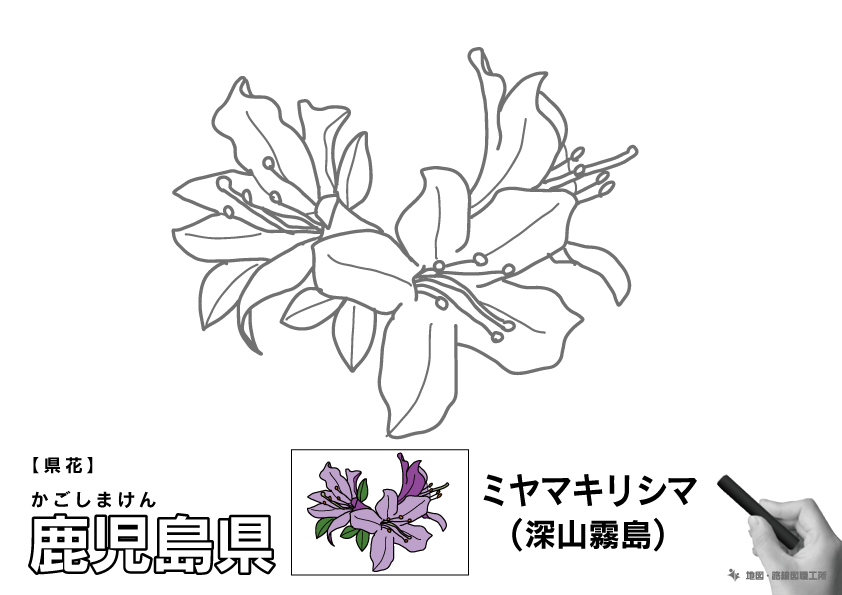 県花 鹿児島県 ミヤマキリシマ(深山霧島)のイラスト・ぬりえ