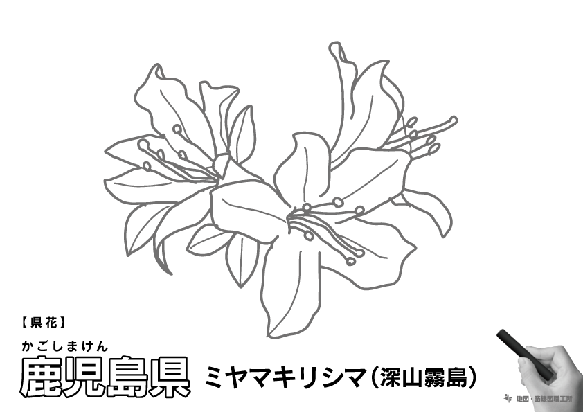 県花 鹿児島県 ミヤマキリシマ(深山霧島)のイラスト・ぬりえ
