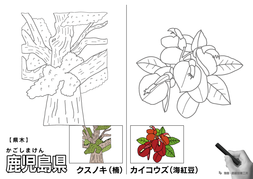 県木 鹿児島県 クスノキ(楠)・カイコウズ(海紅豆)のイラスト・ぬりえ
