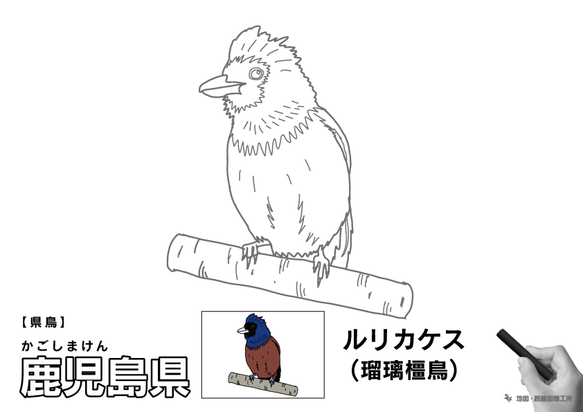 県鳥 鹿児島県 ルリカケス(瑠璃橿鳥)のイラスト・ぬりえ