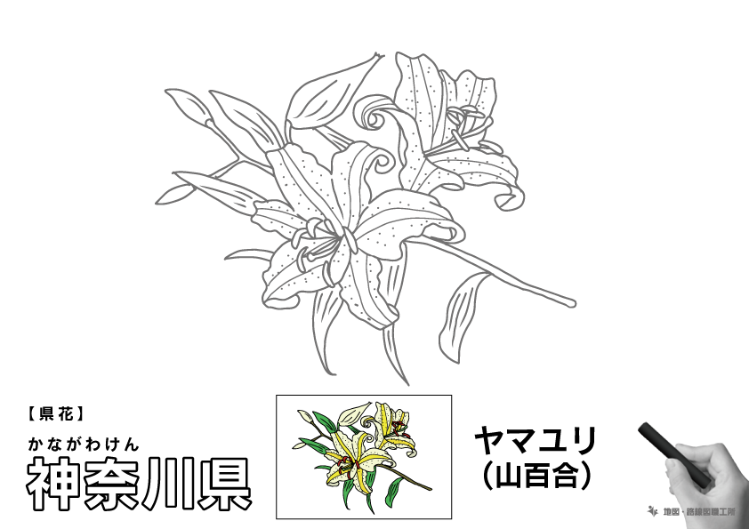 県花 神奈川県 ヤマユリ(山百合)のイラスト・ぬりえ