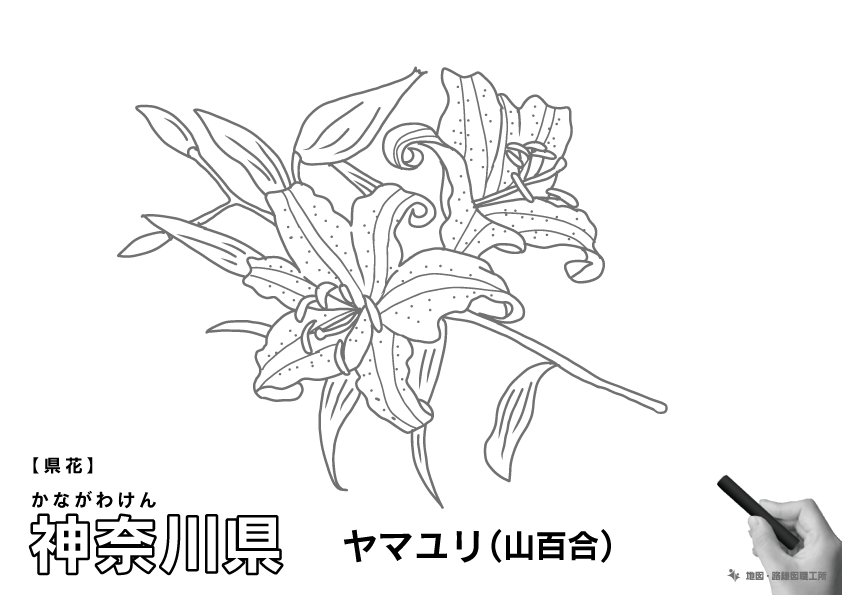 県花 神奈川県 ヤマユリ(山百合)のイラスト・ぬりえ