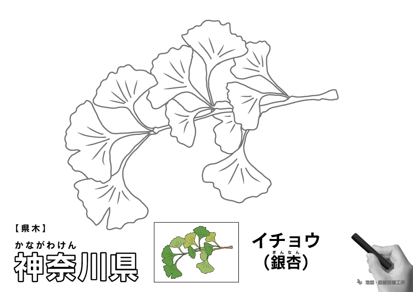 県木 神奈川県 イチョウ(銀杏)のイラスト・ぬりえ