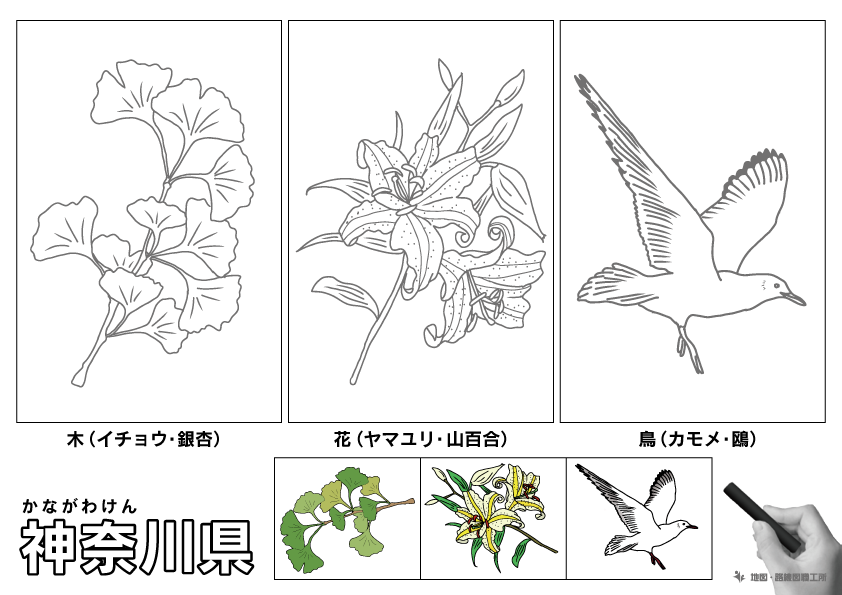 神奈川県の 県木 県花 県鳥 ぬりえ イラストを無料ダウンロード