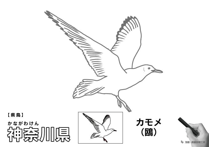 県鳥 神奈川県 カモメ(鴎)のイラスト・ぬりえ