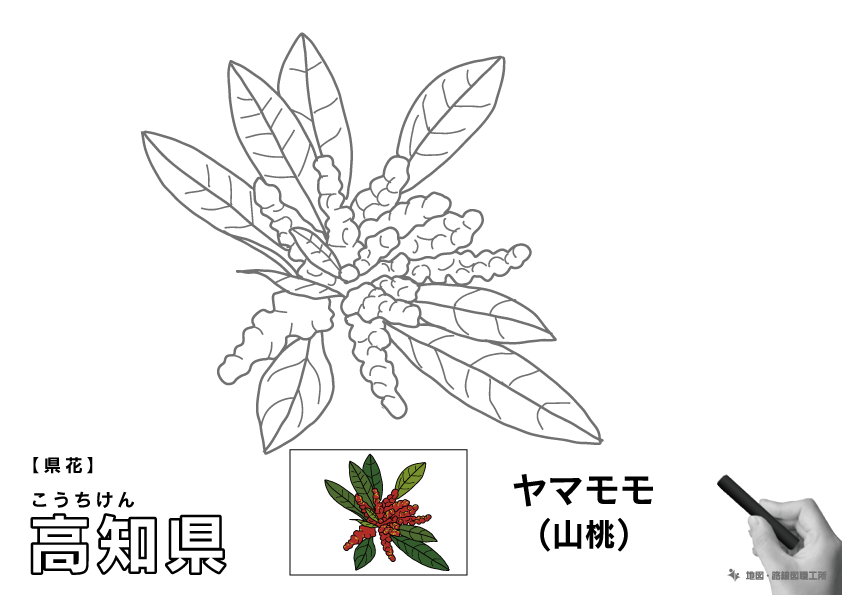 県花 高知県 ヤマモモ(山桃)のイラスト・ぬりえ
