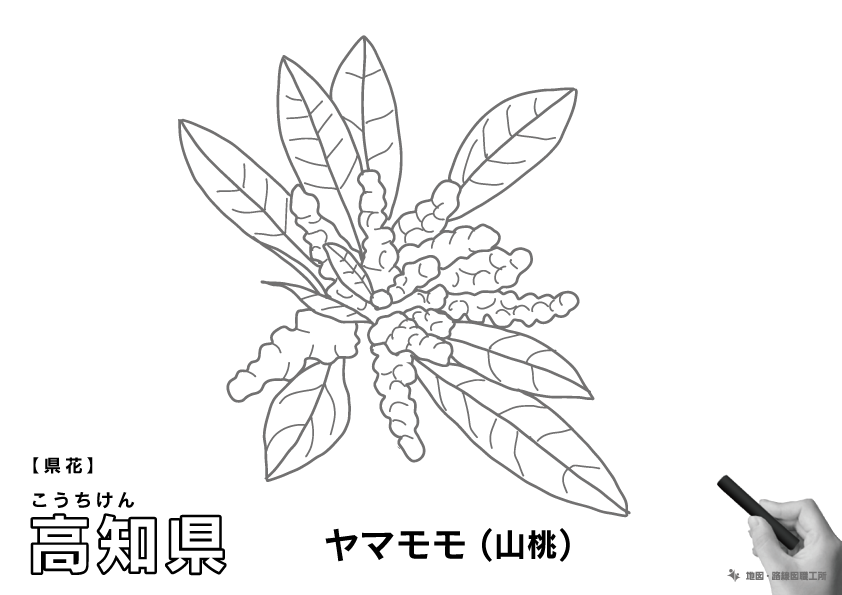 県花 高知県 ヤマモモ(山桃)のイラスト・ぬりえ