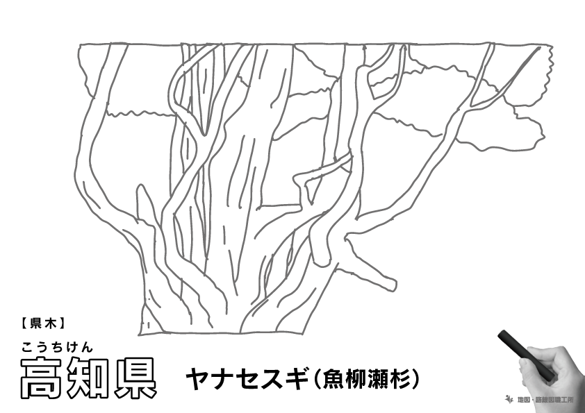 県木 高知県 ヤナセスギ(魚柳瀬杉)のイラスト・ぬりえ