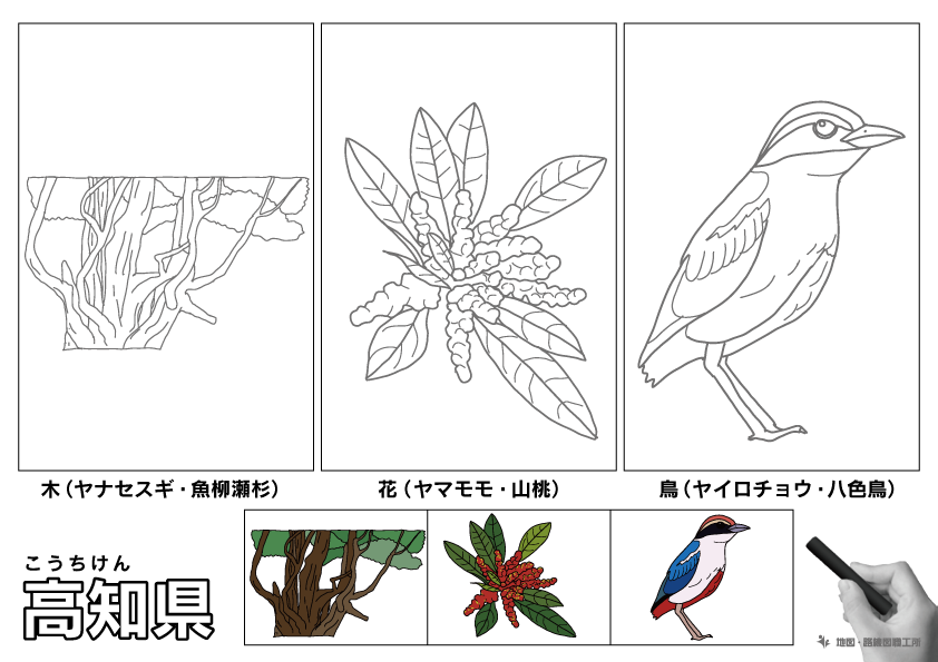 高知県 県木 県花 県鳥 のイラスト・ぬりえ
