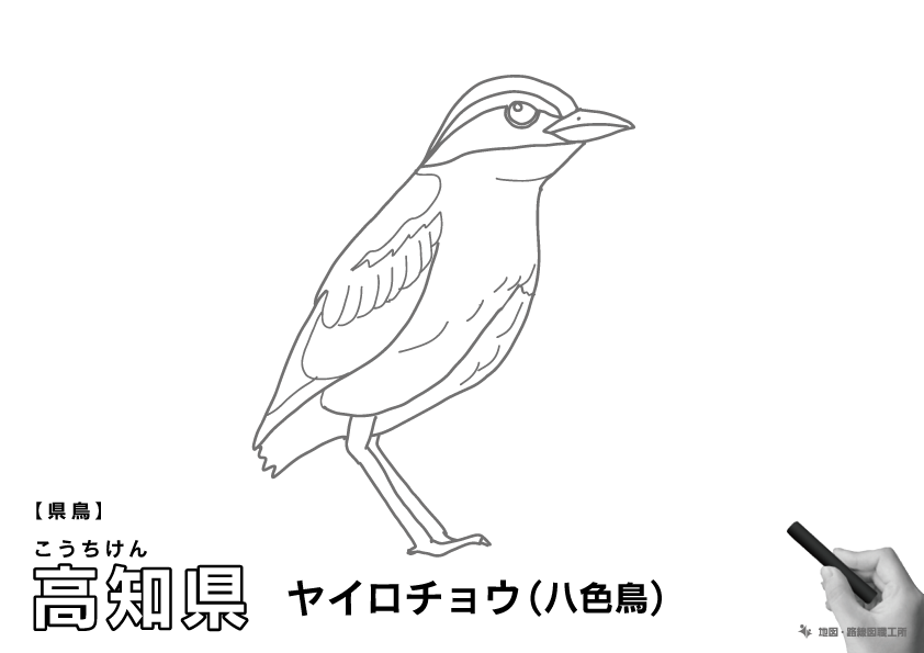 県鳥 高知県 ヤイロチョウ(八色鳥)のイラスト・ぬりえ