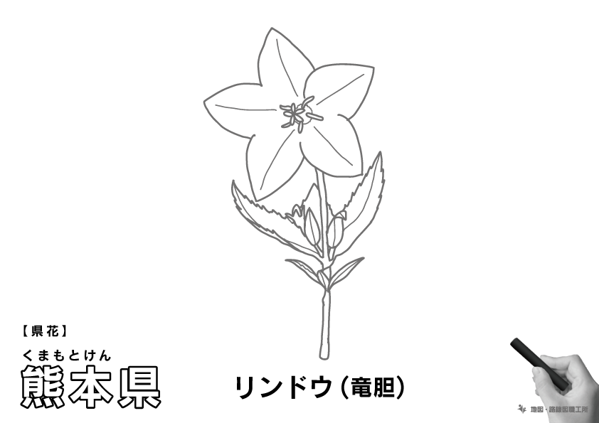 県花 熊本県 リンドウ(竜胆)のイラスト・ぬりえ