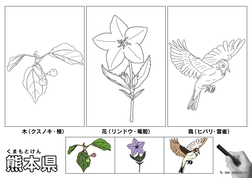 熊本県の 県木 県花 県鳥 ぬりえ イラストを無料ダウンロード