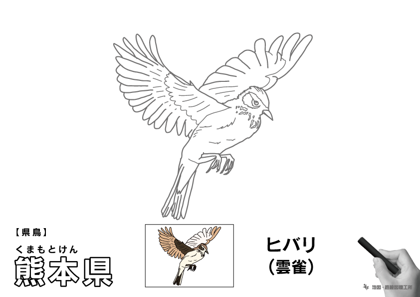 県鳥 熊本県 ヒバリ(雲雀)のイラスト・ぬりえ